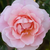 Różowy  - Stare róże ogrodowe - Fritz Nobis®